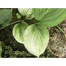 Scindapsus ?White Monster? Ableger