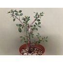 Bursera fagaroides