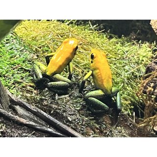 Phyllobates bicolor Uraba Prchen
