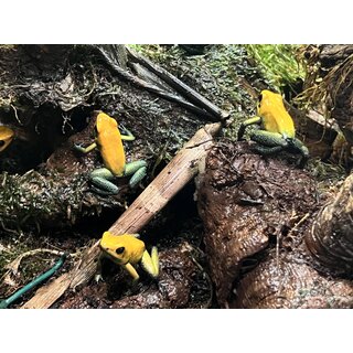 Phyllobates bicolor Uraba Prchen