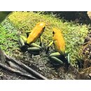 Phyllobates bicolor Uraba Prchen