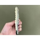 Euphorbia lactea White Ghost Ableger