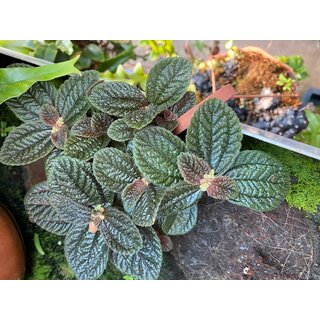 Pilea Dark Red