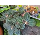 Pilea Dark Red