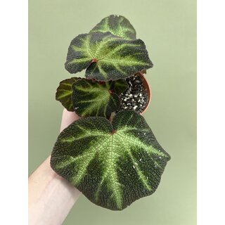 Begonia soli-mutata variegata