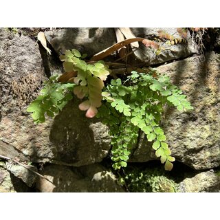 Adiantum peruvianum