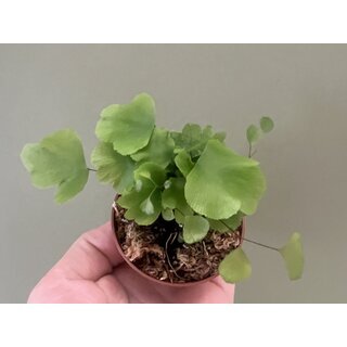Adiantum peruvianum