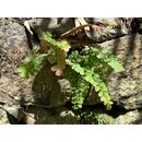 Adiantum peruvianum