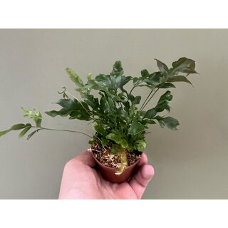 Davallia pentaphylla