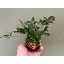 Davallia pentaphylla NEU