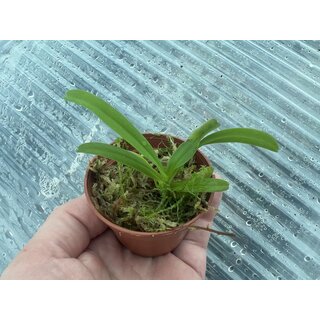 Aerides rubescens