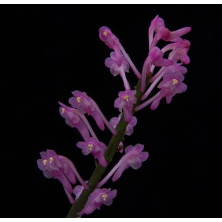 Aerides rubescens