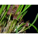 Dryadella hirtzii