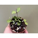 Hoya Kanyakumariana