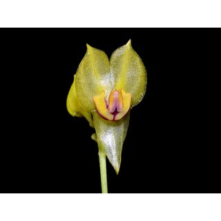 Lepanthes calliope