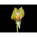 Lepanthes calliope