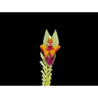Lepanthes chorista