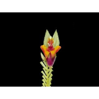 Lepanthes chorista