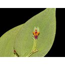 Lepanthes chorista