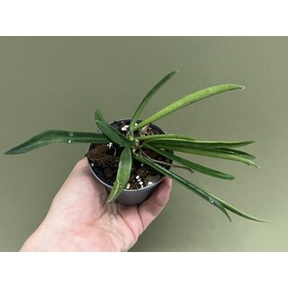 Hoya shepherdii
