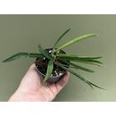 Hoya shepherdii