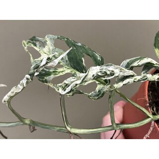 Monstera Frozen Freckles variegata Ableger