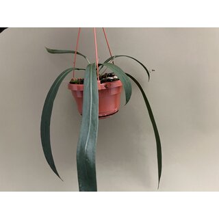 Anthurium Vittarifolium