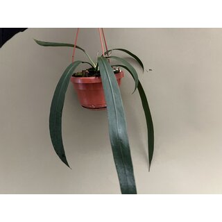 Anthurium Vittarifolium