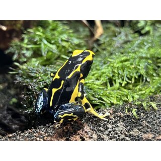 Dendrobates tinctorius Alanis Prchen