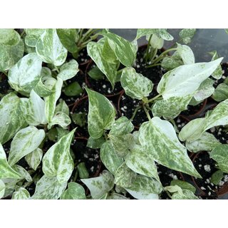 Anthurium renaissance variegated pink