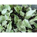 Anthurium renaissance variegated pink