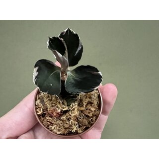 Anoectochilus Black Swan Variegata