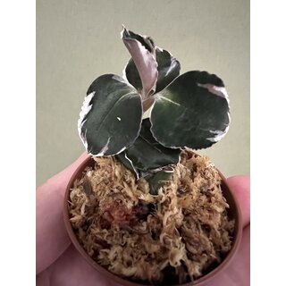 Anoectochilus Black Swan Variegata