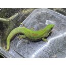 Phelsuma lineata bombetokensis Prchen