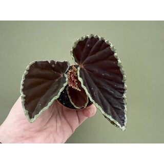 Begonia darthvaderiana Green Spots