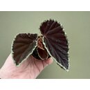 Begonia darthvaderiana Green Spots