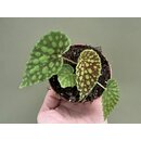 Begonia chlorosticta