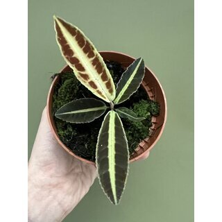 Labisia spec. Jambi Sumatra