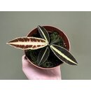 Labisia spec. Jambi Sumatra