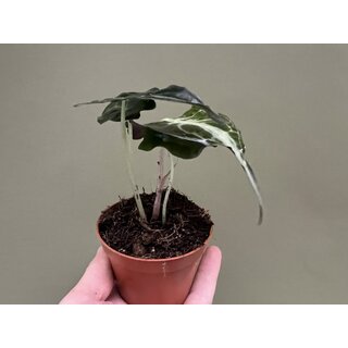 Alocasia venom M
