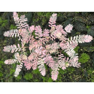 Phyllanthus urinaria pink variegata