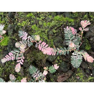Phyllanthus urinaria pink variegated