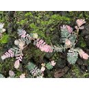 Phyllanthus urinaria pink variegata