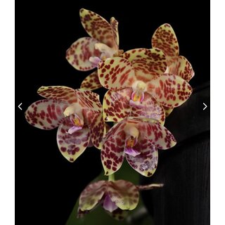 Phalaenopsis gigantea