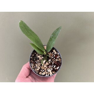 Phalaenopsis gigantea