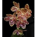 Phalaenopsis gigantea