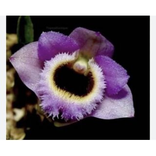 Dendrobium fuscifaucium