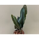 Elaphoglossum metallicum