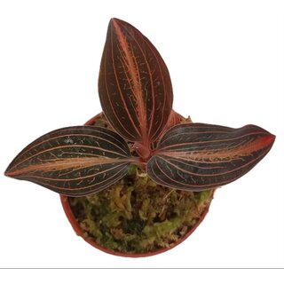 Ludisia discolor x A. siamensis