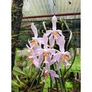 Paraphalaenopsis laycockii